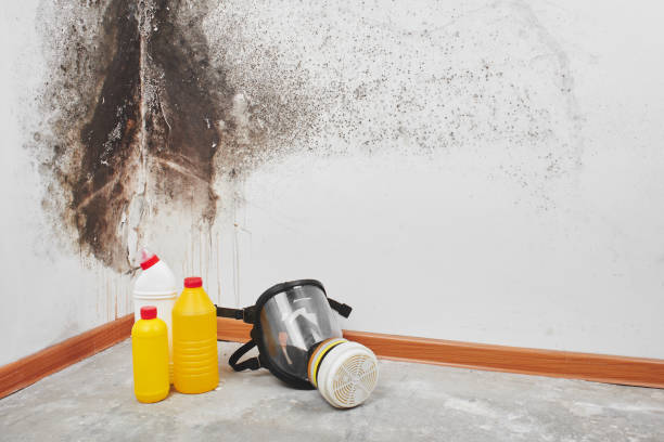 Best Attic Mold Removal  in Laurel Hill, NC