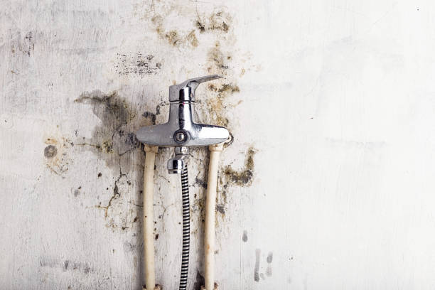Best Affordable Mold Removal  in Laurel Hill, NC