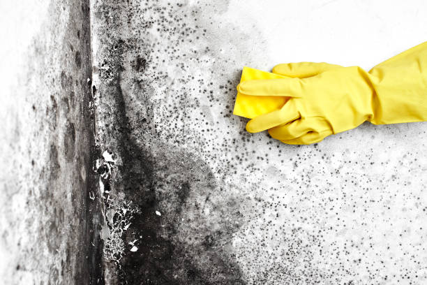 Best Mold Cleaning Services  in Laurel Hill, NC