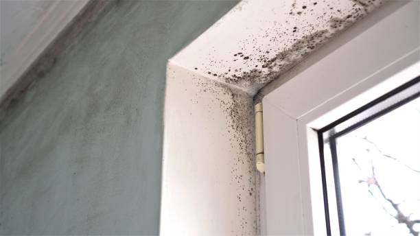 Crawl Space Mold Removal in Laurel Hill, NC
