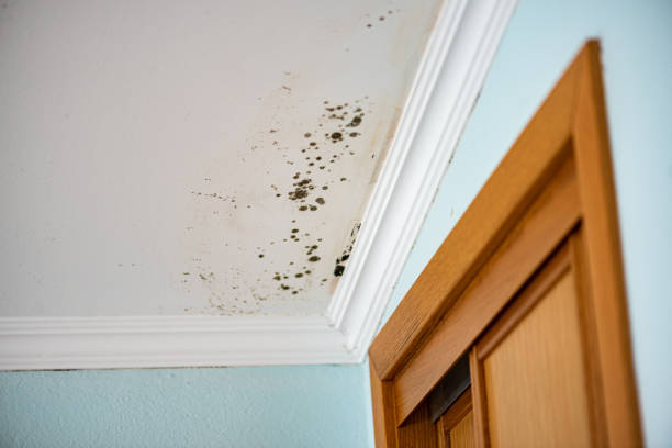 Best Crawl Space Mold Removal  in Laurel Hill, NC