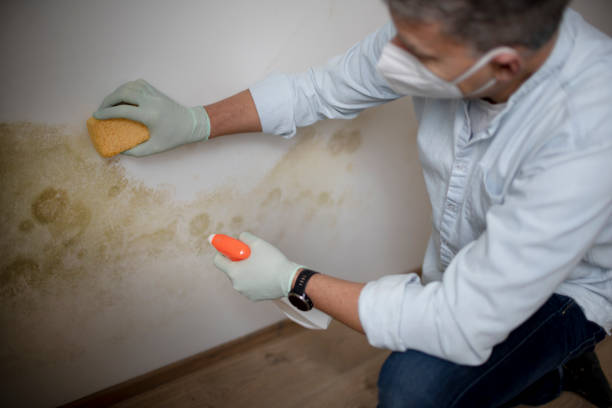 Best Black Mold Removal  in Laurel Hill, NC