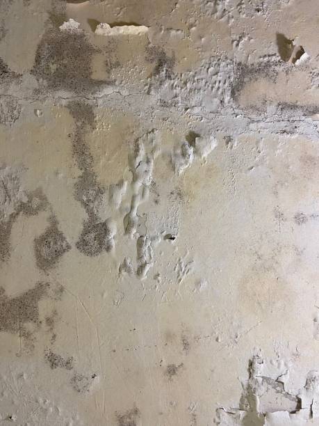 Best Best Mold Removal Companies  in Laurel Hill, NC