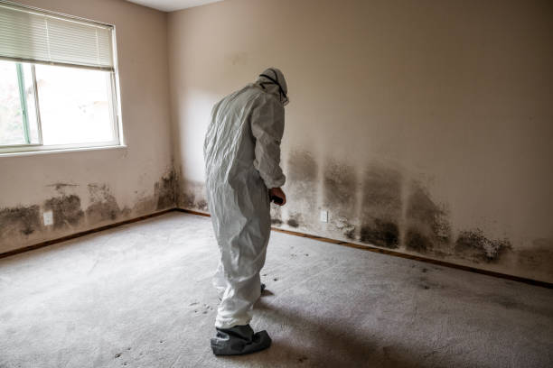 Best Black Mold Removal  in Laurel Hill, NC