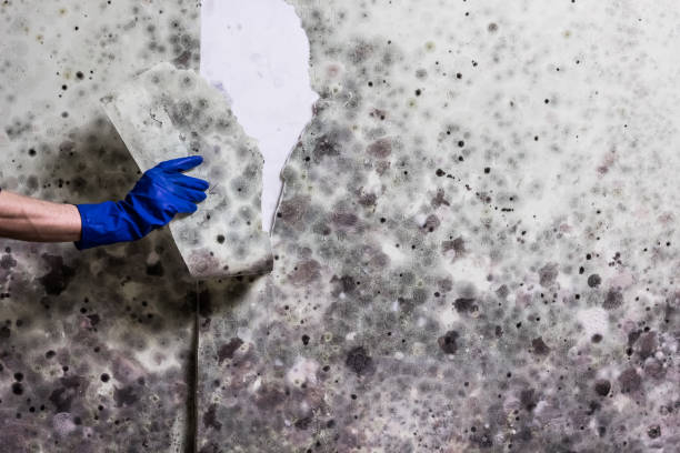  Laurel Hill, NC Mold Removal Pros