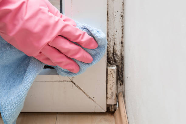 Best Mold Testing  in Laurel Hill, NC