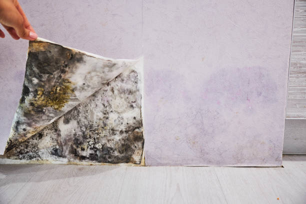 Best Mold Remediation  in Laurel Hill, NC